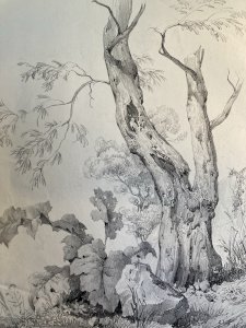 Gravure Arbre Olivier Tronc Delpech Remond 1829 Lithographie Ancien