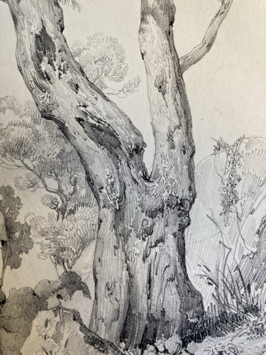 Gravure Arbre Olivier Tronc Delpech Remond 1829 Lithographie Ancien