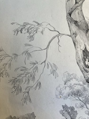 Gravure Arbre Olivier Tronc Delpech Remond 1829 Lithographie Ancien