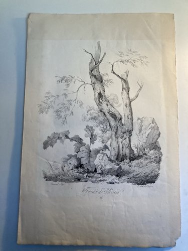 Gravure Arbre Olivier Tronc Delpech Remond 1829 Lithographie Ancien