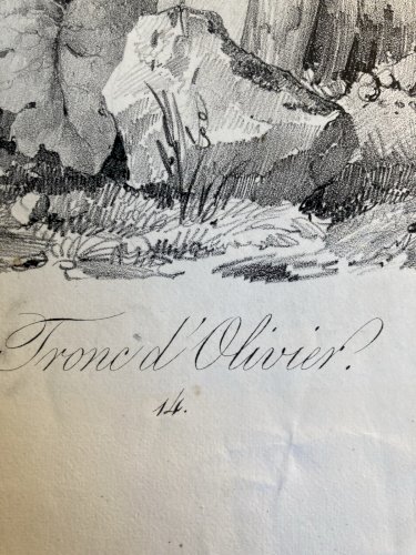 Gravure Arbre Olivier Tronc Delpech Remond 1829 Lithographie Ancien