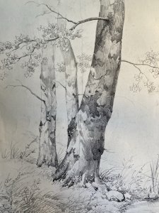 Gravure Arbre Platane Tronc Delpech Remond 1829 Lithographie Ancien