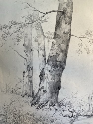 Gravure Arbre Platane Tronc Delpech Remond 1829 Lithographie Ancien