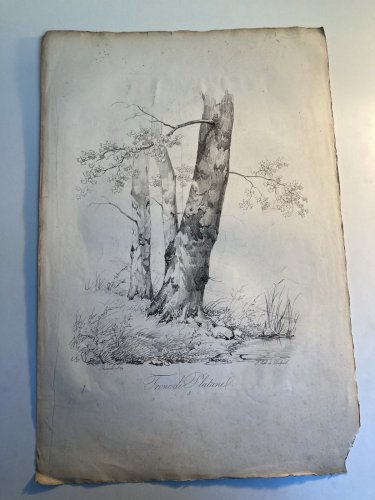 Gravure Arbre Platane Tronc Delpech Remond 1829 Lithographie Ancien