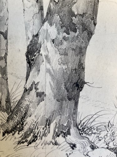 Gravure Arbre Platane Tronc Delpech Remond 1829 Lithographie Ancien