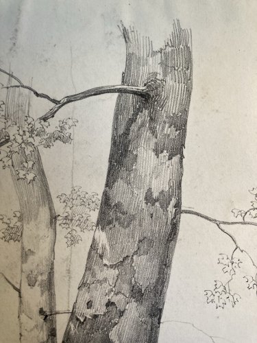 Gravure Arbre Platane Tronc Delpech Remond 1829 Lithographie Ancien