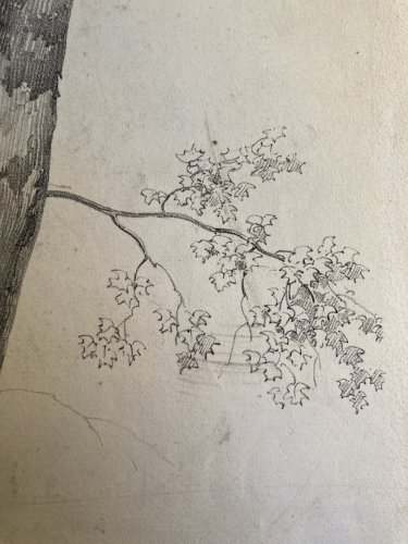 Gravure Arbre Platane Tronc Delpech Remond 1829 Lithographie Ancien