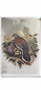 Gravure / Impression Oiseau daprès J. Gould