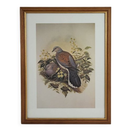 Gravure / Impression Oiseau daprès J. Gould