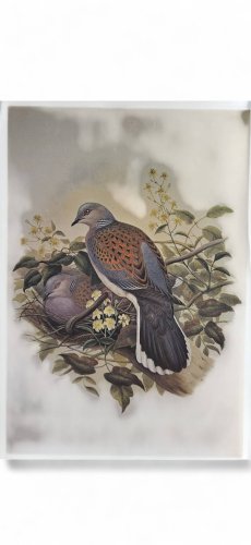 Gravure / Impression Oiseau daprès J. Gould