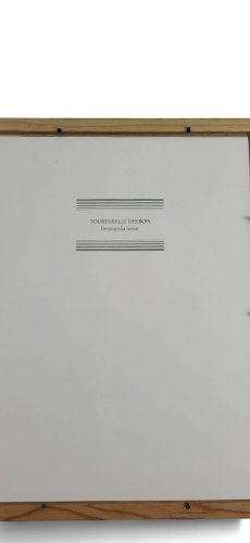 Gravure / Impression Oiseau daprès J. Gould