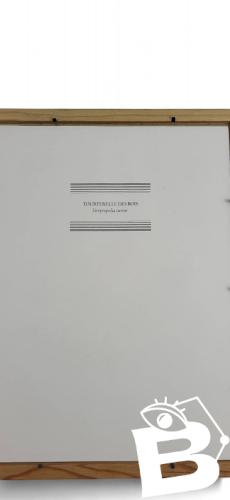 Gravure / Impression Oiseau daprès J. Gould