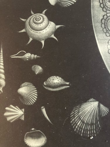 Gravure Manière Noire coquillages Japon Coquillage a identifier Art