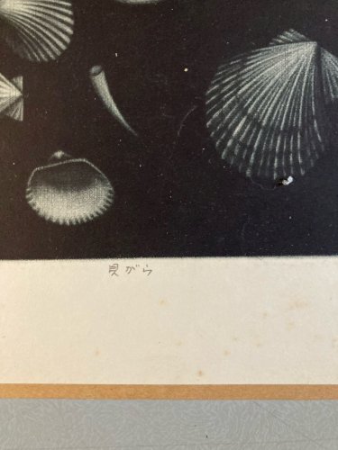 Gravure Manière Noire coquillages Japon Coquillage a identifier Art