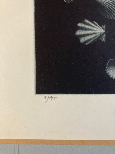 Gravure Manière Noire coquillages Japon Coquillage a identifier Art