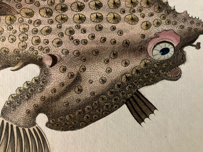 Gravure  XVIIIe 1795 Poisson Ludwig SCHMIDT Crapaud De Mer Kruger Animal