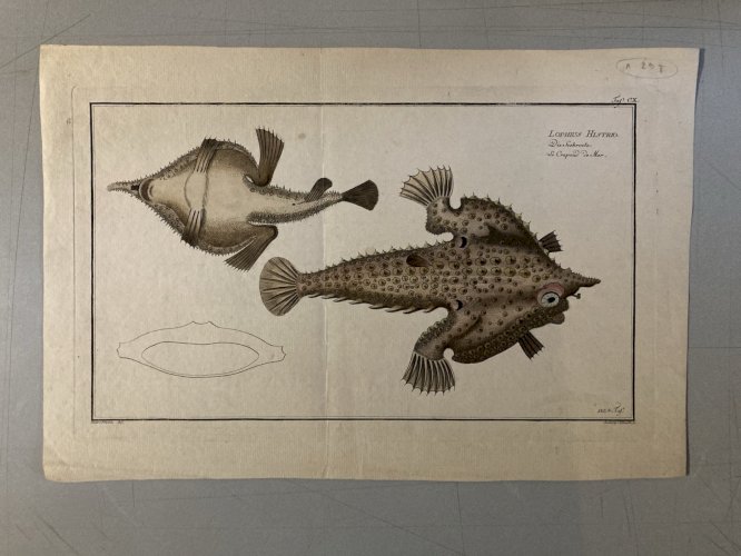 Gravure  XVIIIe 1795 Poisson Ludwig SCHMIDT Crapaud De Mer Kruger Animal