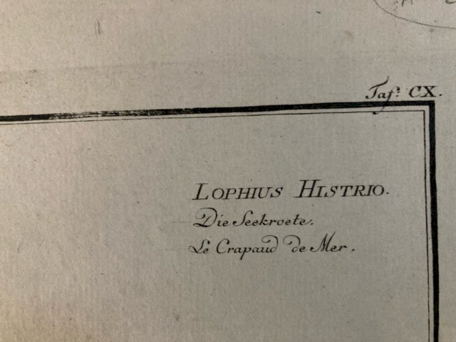 Gravure  XVIIIe 1795 Poisson Ludwig SCHMIDT Crapaud De Mer Kruger Animal