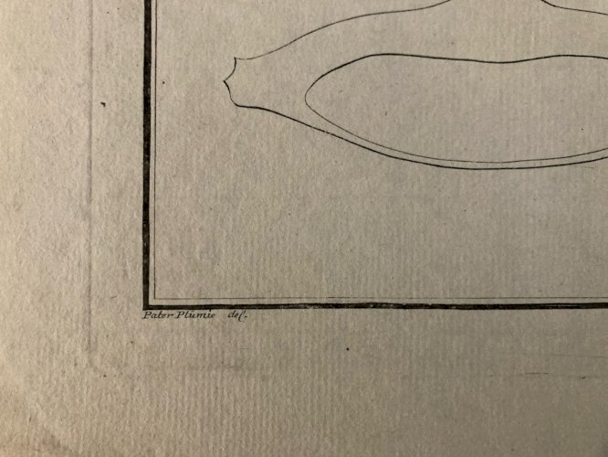 Gravure  XVIIIe 1795 Poisson Ludwig SCHMIDT Crapaud De Mer Kruger Animal