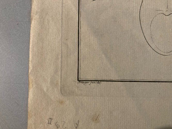 Gravure  XVIIIe 1795 Poisson Ludwig SCHMIDT Kruger Animal Animaux No Buffon Art