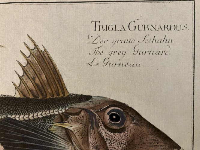 Gravure  XVIIIe 1795 Poisson Ludwig SCHMIDT Kruger Animal Animaux No Buffon Art