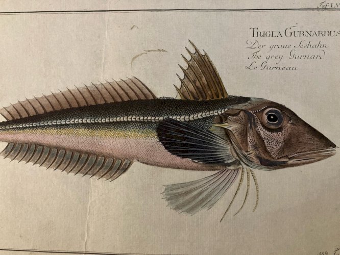 Gravure  XVIIIe 1795 Poisson Ludwig SCHMIDT Kruger Animal Animaux No Buffon Art