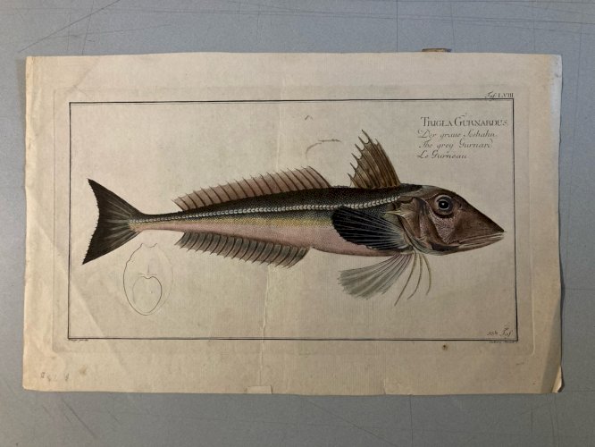 Gravure  XVIIIe 1795 Poisson Ludwig SCHMIDT Kruger Animal Animaux No Buffon Art