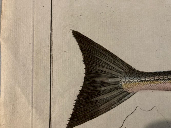 Gravure  XVIIIe 1795 Poisson Ludwig SCHMIDT Kruger Animal Animaux No Buffon Art