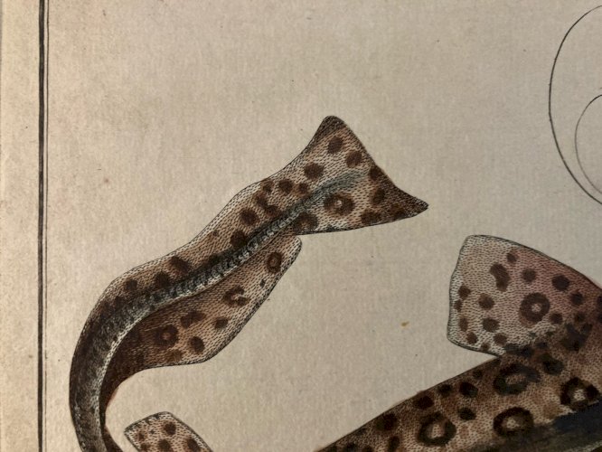 Gravure  XVIIIe 1795 Poisson Ludwig SCHMIDT Roussette Tigré Kruger Requin