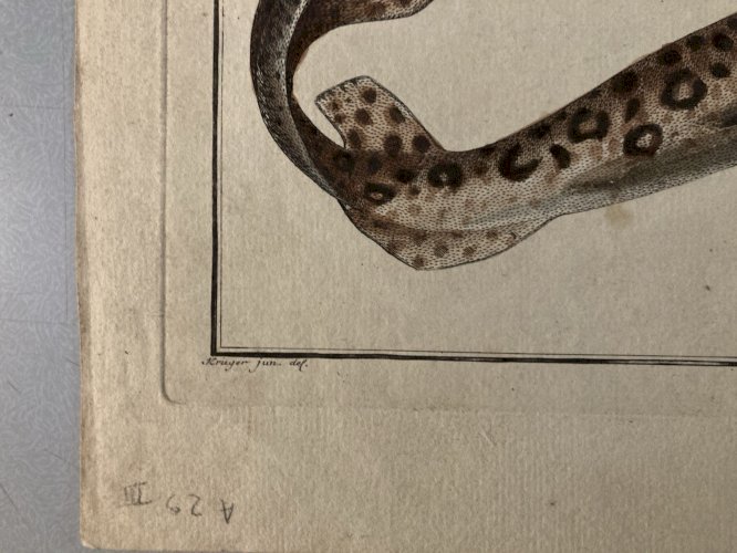 Gravure  XVIIIe 1795 Poisson Ludwig SCHMIDT Roussette Tigré Kruger Requin