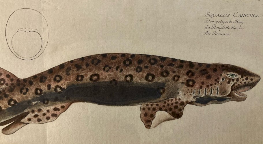 Gravure  XVIIIe 1795 Poisson Ludwig SCHMIDT Roussette Tigré Kruger Requin
