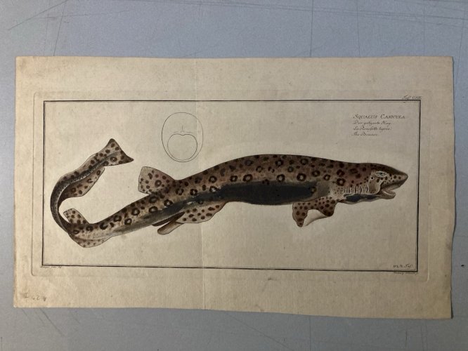 Gravure  XVIIIe 1795 Poisson Ludwig SCHMIDT Roussette Tigré Kruger Requin