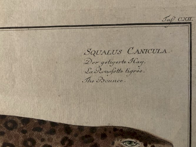 Gravure  XVIIIe 1795 Poisson Ludwig SCHMIDT Roussette Tigré Kruger Requin