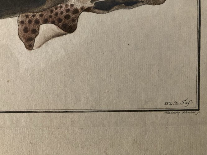 Gravure  XVIIIe 1795 Poisson Ludwig SCHMIDT Roussette Tigré Kruger Requin