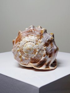 dot