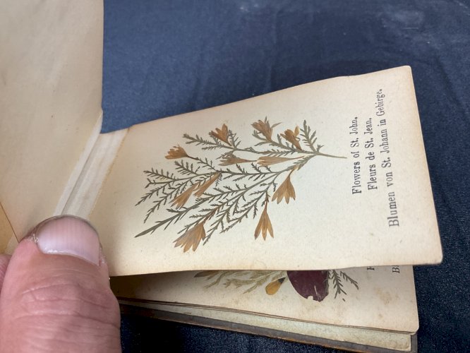 HERBIER 1908 JERUSALEM FLEURS DE TERRE SAINTE / FLOWERS FROM HOLY LAND