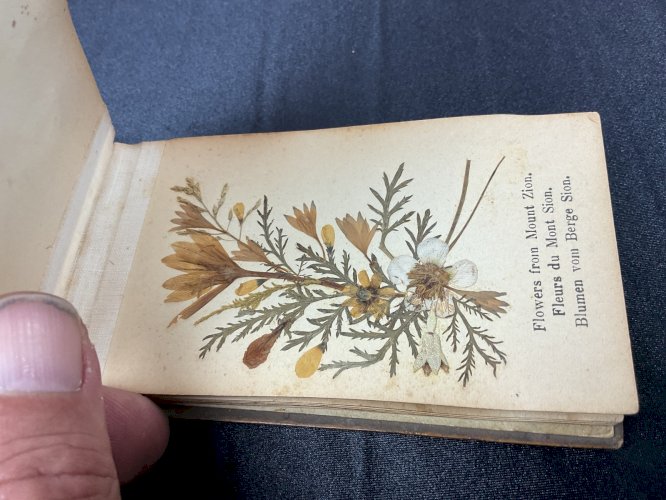 HERBIER 1908 JERUSALEM FLEURS DE TERRE SAINTE / FLOWERS FROM HOLY LAND