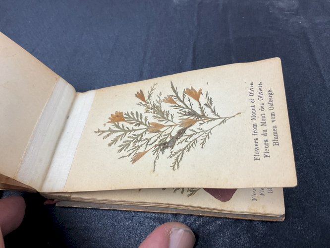 HERBIER 1908 JERUSALEM FLEURS DE TERRE SAINTE / FLOWERS FROM HOLY LAND