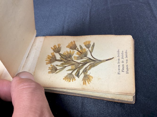 HERBIER 1908 JERUSALEM FLEURS DE TERRE SAINTE / FLOWERS FROM HOLY LAND