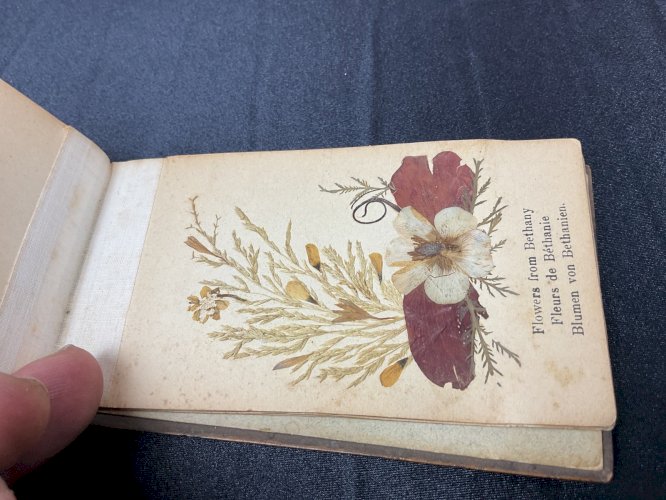 HERBIER 1908 JERUSALEM FLEURS DE TERRE SAINTE / FLOWERS FROM HOLY LAND