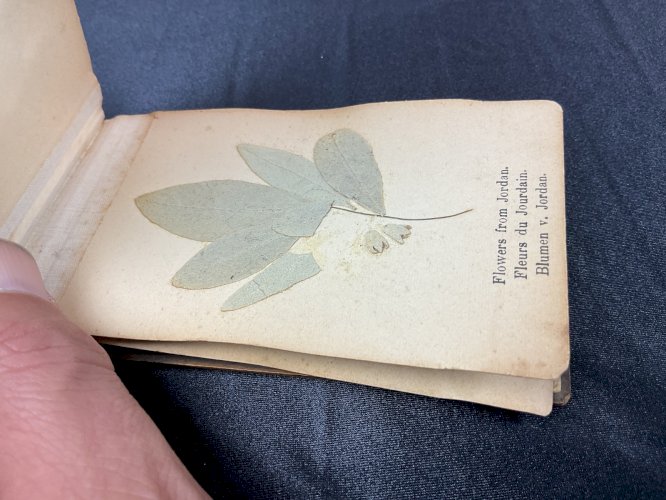 HERBIER 1908 JERUSALEM FLEURS DE TERRE SAINTE / FLOWERS FROM HOLY LAND