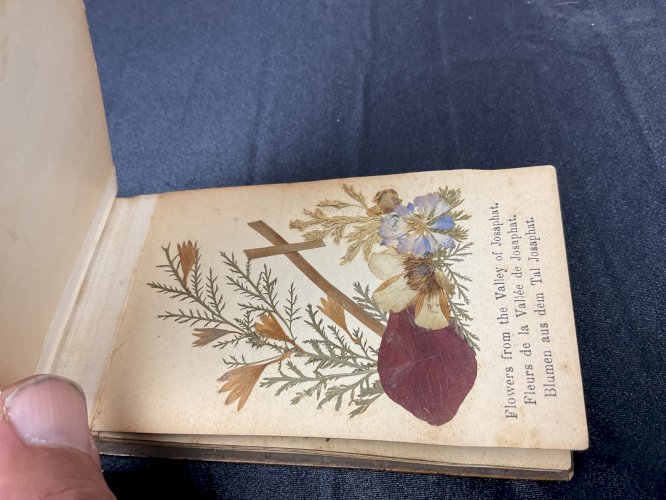 HERBIER 1908 JERUSALEM FLEURS DE TERRE SAINTE / FLOWERS FROM HOLY LAND