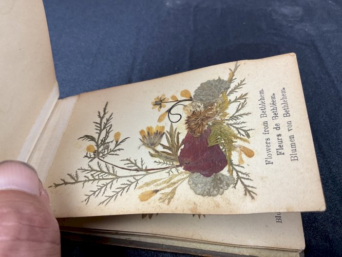 HERBIER 1908 JERUSALEM FLEURS DE TERRE SAINTE / FLOWERS FROM HOLY LAND