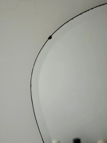 Igor, le miroir biseauté N°788