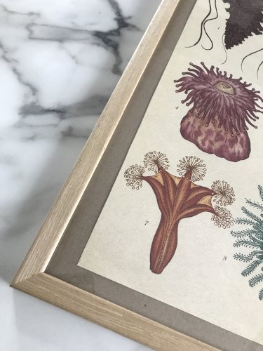 Illustration encadrée méduses et coraux