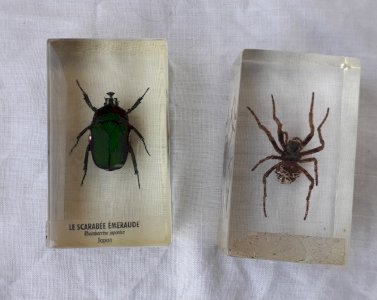 Insectes scarabée et araigné