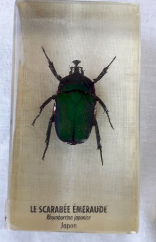 Insectes scarabée et araigné