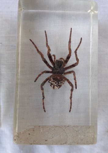 Insectes scarabée et araigné