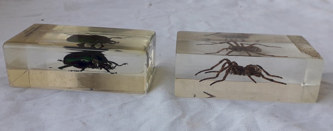Insectes scarabée et araigné