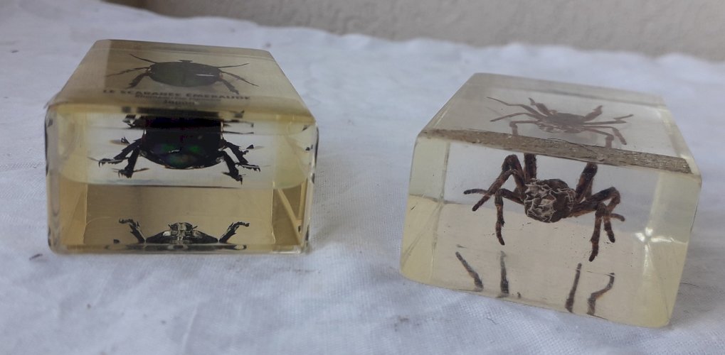 Insectes scarabée et araigné